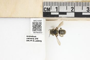 Media type: image;   Entomology 785653 Aspect: Labels
